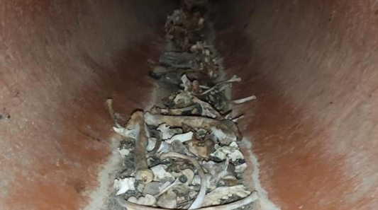 El Seprona encuentra cientos de cadáveres de animales en Monte Zarzuela